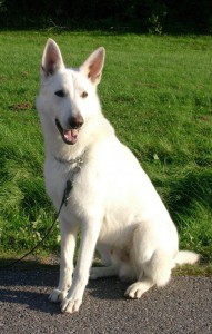 Vit herdehund 1