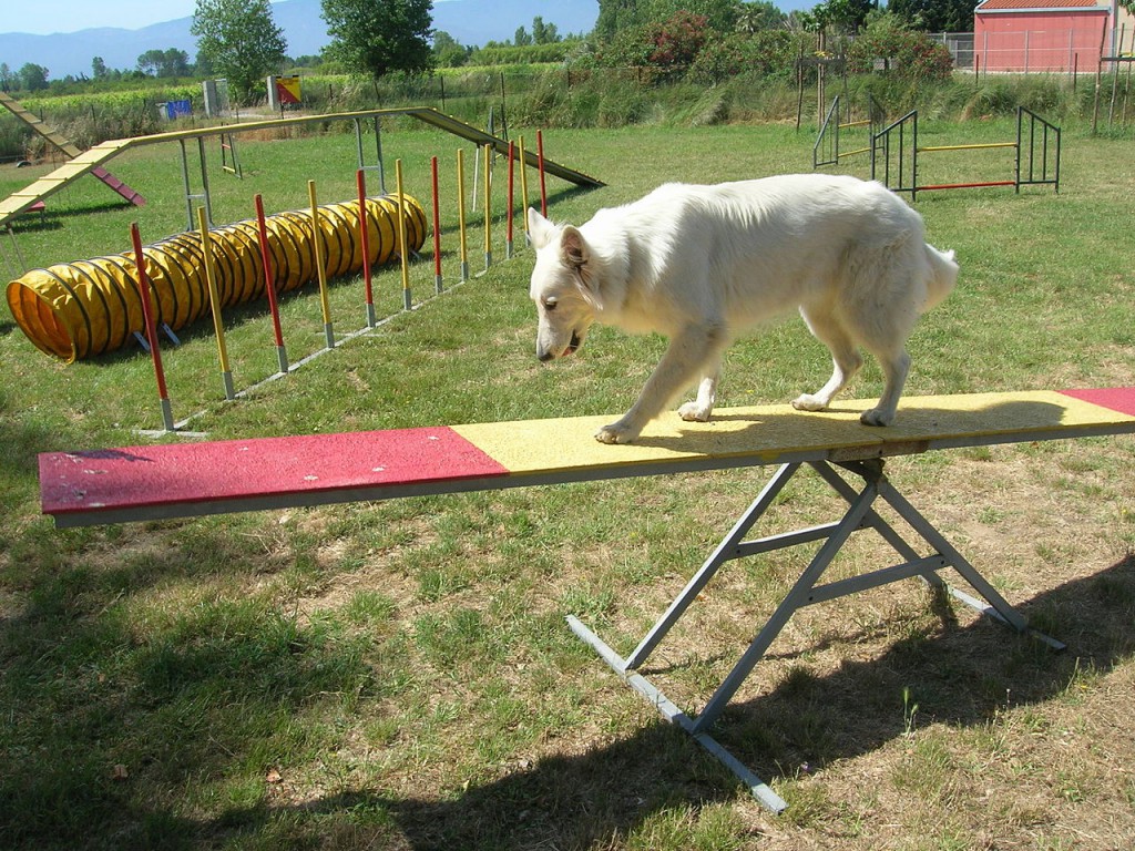 Vit herdehund 2