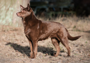 Röd_kelpie