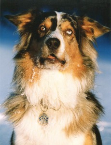 Aussie_2
