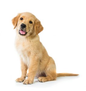A portrait of a cute Golden Retriever dog sitting on the floor, isolated on white background