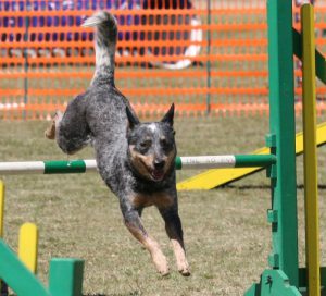acd_agility