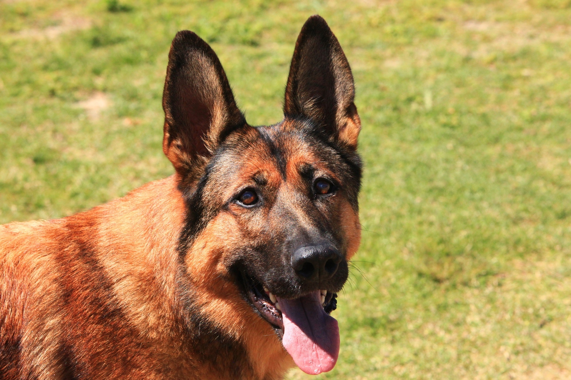 Hund av rasen tysk schäfer.