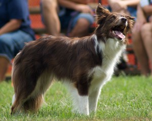A_Red_Border_Collie